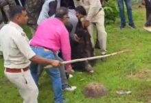 Kanker Bear Attack: Ferocious bear that killed two villagers captured...! It even attacked the Forest Department vehicle during the rescue operation... Watch the video here.
