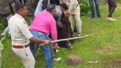 Kanker Bear Attack: Ferocious bear that killed two villagers captured...! It even attacked the Forest Department vehicle during the rescue operation... Watch the video here.