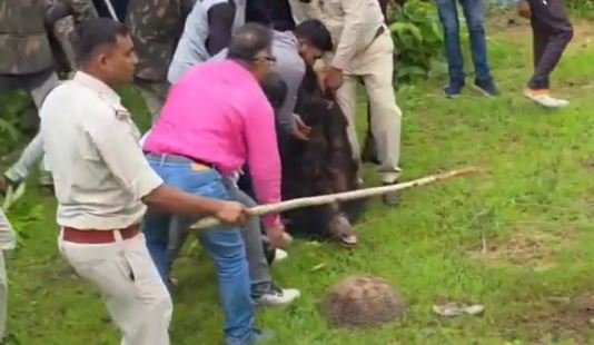 Kanker Bear Attack: Ferocious bear that killed two villagers captured...! It even attacked the Forest Department vehicle during the rescue operation... Watch the video here.
