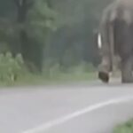 Korba Elephant Attack: Elephant terrorizes National Highway, chases diesel tanker; driver saves his life by jumping out—video goes viral.