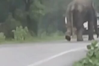 Korba Elephant Attack: Elephant terrorizes National Highway, chases diesel tanker; driver saves his life by jumping out—video goes viral.