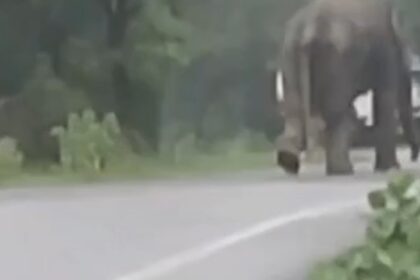 Korba Elephant Attack: Elephant terrorizes National Highway, chases diesel tanker; driver saves his life by jumping out—video goes viral.