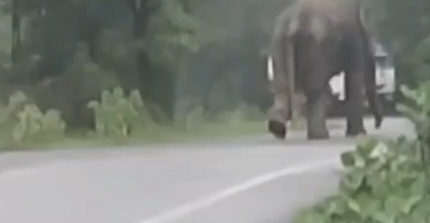 Korba Elephant Attack: Elephant terrorizes National Highway, chases diesel tanker; driver saves his life by jumping out—video goes viral.
