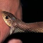 Dadra Korba Cobra: When a cobra bit a person in Korba, doctors insisted on identifying the snake before starting treatment; the cobra had to be caught by digging into its burrow.