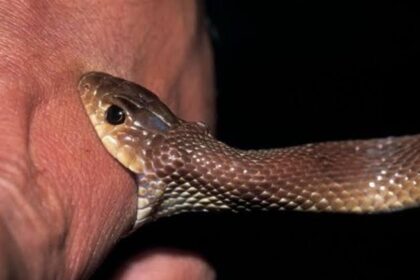 Dadra Korba Cobra: When a cobra bit a person in Korba, doctors insisted on identifying the snake before starting treatment; the cobra had to be caught by digging into its burrow.