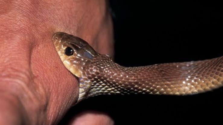 Dadra Korba Cobra: When a cobra bit a person in Korba, doctors insisted on identifying the snake before starting treatment; the cobra had to be caught by digging into its burrow.