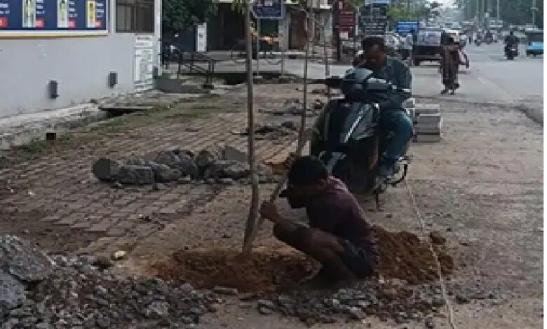 Tree-Cutting Case: Setback for the ‘Ek Ped Maa Ke Naam’ (A Tree in Mother’s Name) campaign in Korba... Shop owner had a government-planted sapling cut down... Police took action.