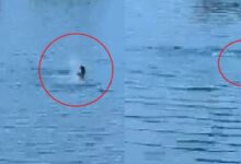 Raipur News: A bet to swim in 'Blue Water' proves fatal; 24-year-old man drowns in deep water; SDRF search operation underway.