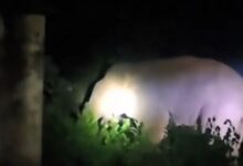 Three wild elephants entered a girls' hostel...! Panic ensued at night; 58 students were rescued... the boundary wall was breached in five places.