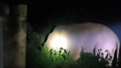 Three wild elephants entered a girls' hostel...! Panic ensued at night; 58 students were rescued... the boundary wall was breached in five places.