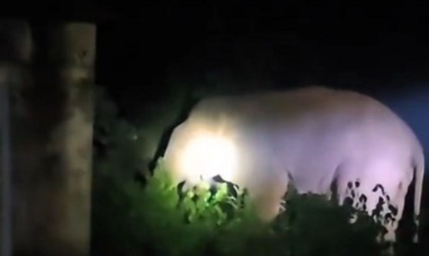 Three wild elephants entered a girls' hostel...! Panic ensued at night; 58 students were rescued... the boundary wall was breached in five places.