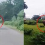GPM Elephant Movement: Two elephants reach Marwahi; alert issued for Ghusariya and Kumhari; public announcements warn against entering the forest.