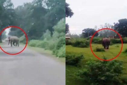 GPM Elephant Movement: Two elephants reach Marwahi; alert issued for Ghusariya and Kumhari; public announcements warn against entering the forest.