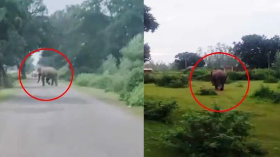 GPM Elephant Movement: Two elephants reach Marwahi; alert issued for Ghusariya and Kumhari; public announcements warn against entering the forest.